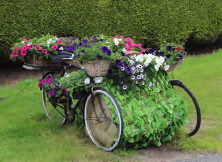 Buchan In Bloom